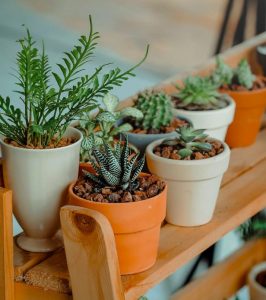 Ten LUCKY PLANTS bring wealth and prosperity into home