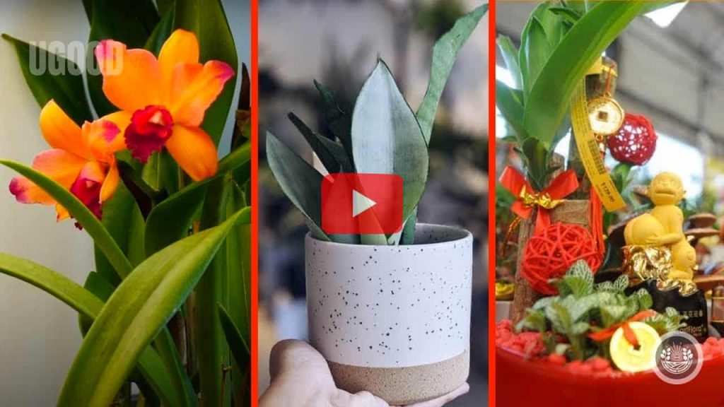 Ten LUCKY PLANTS Bring Wealth And Prosperity Into Home