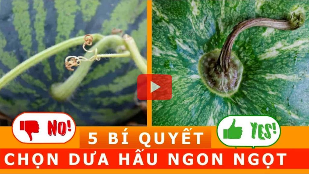 Cách chọn dưa hấu NGON NGỌT- 5 cách lựa dưa hấu từ nông dân kinh nghiệm