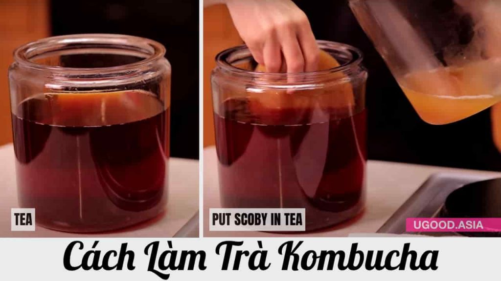 Cách lên men KOMBUCHA bổ dưỡng từ A-Z Tự làm con men scoby và trà Kombucha