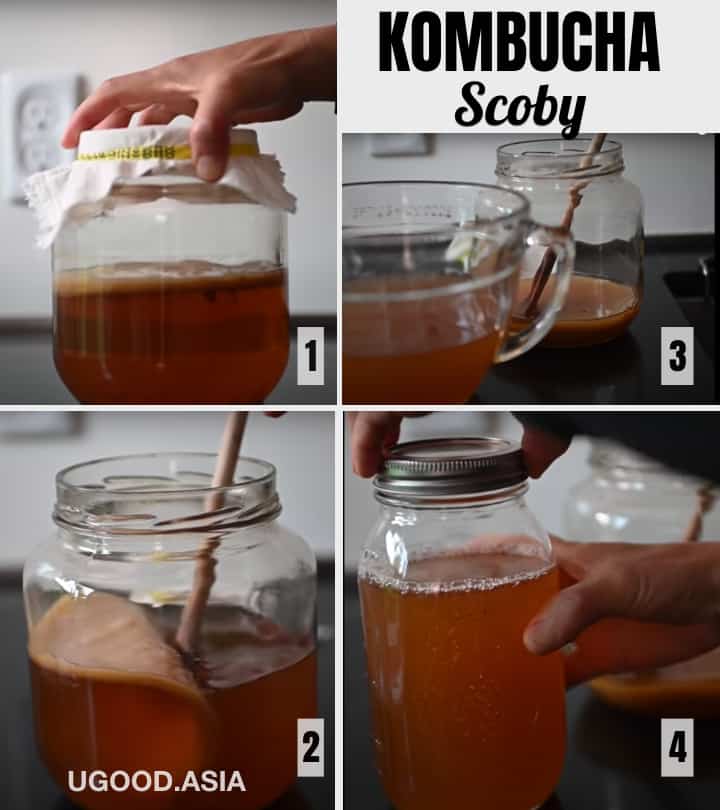 Cách lên men KOMBUCHA bổ dưỡng từ A-Z Tự làm con men scoby và trà Kombucha