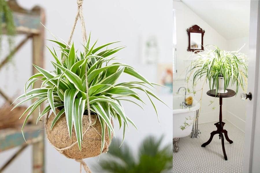 spider plant