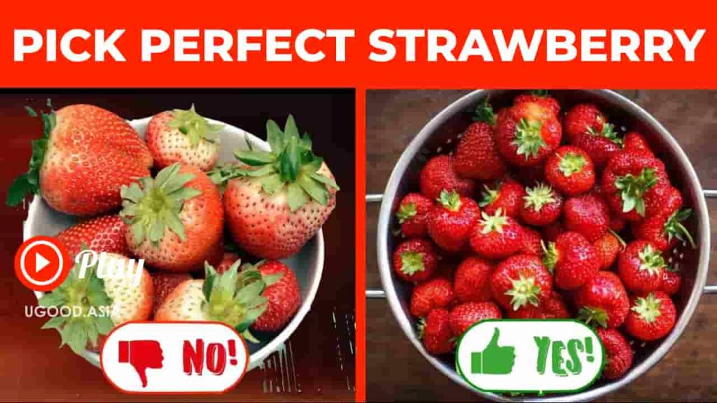 Video How To Pick A Perfect Strawberries: Sharing From Experience Strawberry Farmers