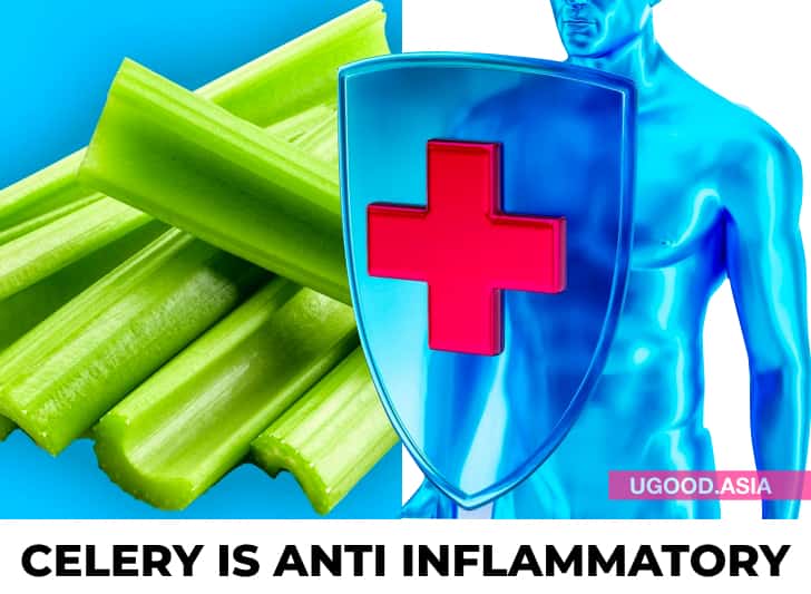 14 Health Benefits Of Eating Celery Every Day In A Week And Reason Why You Should Add To Your Diet