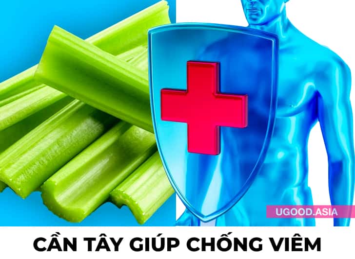 14 Tác Dụng Của Rau Cần Tây Với Sức Khoẻ Nếu Ăn Mỗi Ngày Và Lý Do Bạn Nên Thêm Vào Chế Độ Ăn Của Mình